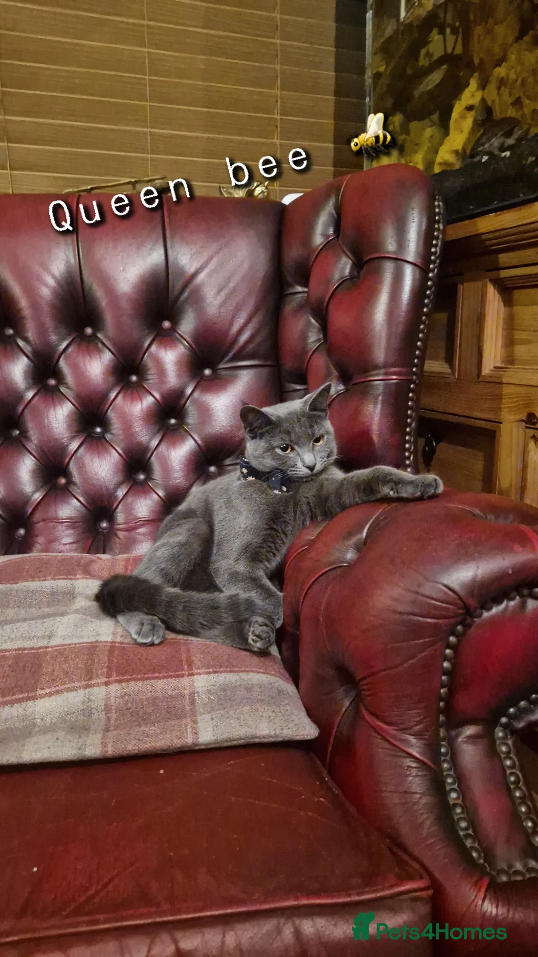 Mixed Breed cats for sale: Stunning grey bsh-mix female cat - Advert 2