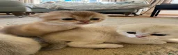 Scottish Fold cats for sale: ‼️READY TO RESERVE beautiful Scottish fold kittens - Advert 6