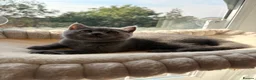 British Shorthair cats for sale: 🩵 BSH Blue Kittens 🩵 Ready Now 🩵 - Advert 5
