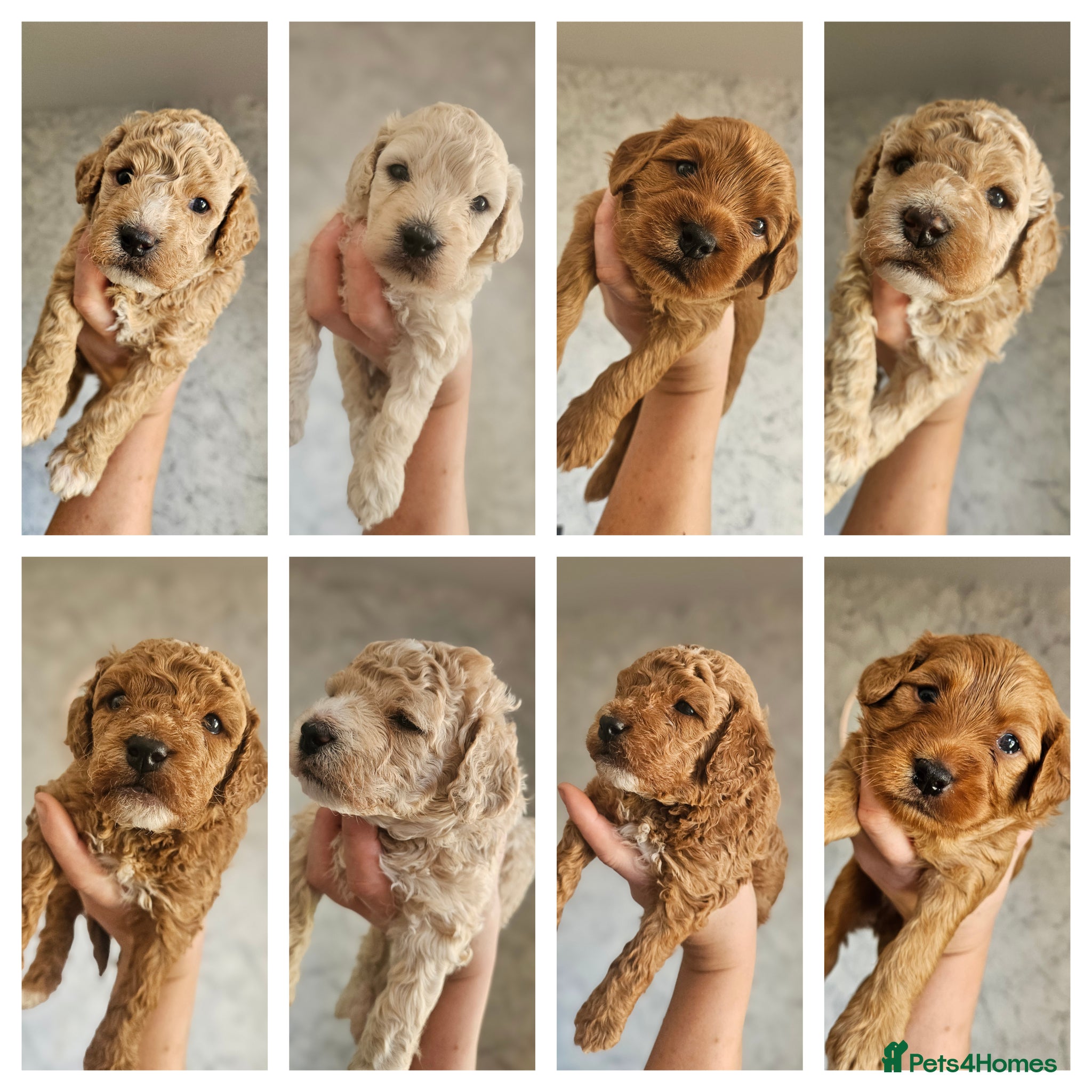 Mini Goldendoodle dogs for sale: 🐾✨ Beautiful Toy Goldendoodle Puppies  ✨🐾 - Advert 1