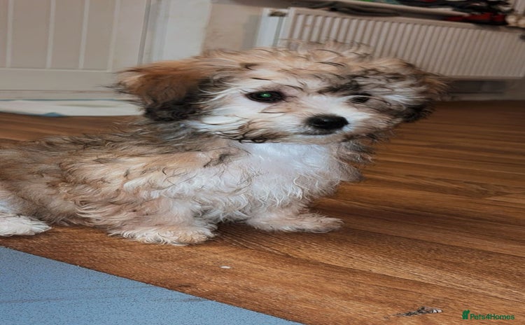 Bichon Frise dogs Missy - Advert 11