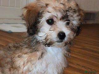 Bichon Frise dogs Missy - Advert 5