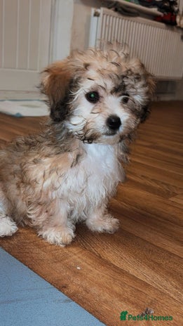 Bichon Frise dogs Missy - Advert 1