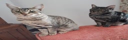 Savannah cats for sale: F5 Full Pedigree Tica Registered Girl Kitten - Advert 2