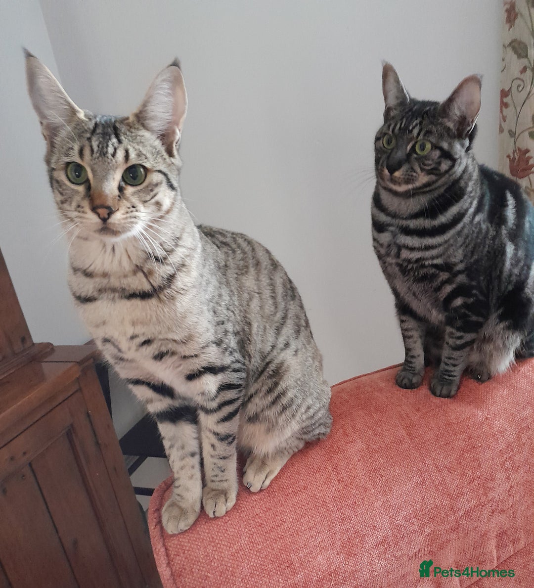 Savannah cats for sale: F5 Full Pedigree Tica Registered Girl Kitten - Advert 2