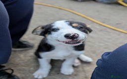 Mixed Breed dogs for sale: Labrador X border collie puppies  - Image 7