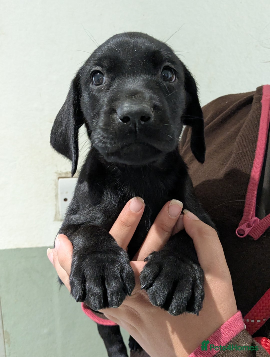 Labrador Retriever dogs for sale: FULLY HEALTH TESTED PARENTS,Smart,Tidy Lab Puppies - Image 13