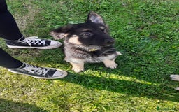 German Shepherd dogs for sale: Straight back gsd puppies  - Image 6