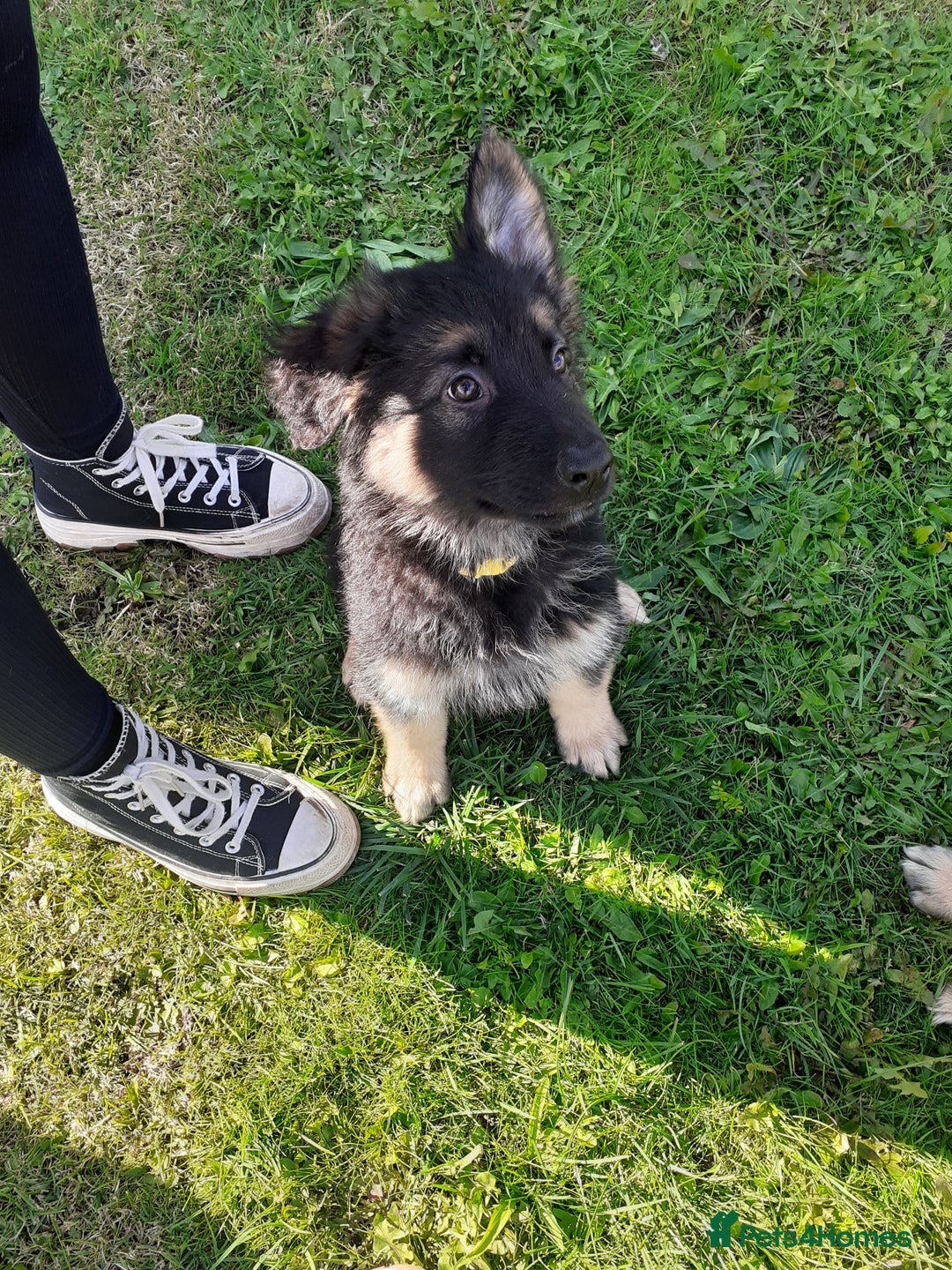 German Shepherd dogs for sale: Straight back gsd puppies  - Image 6