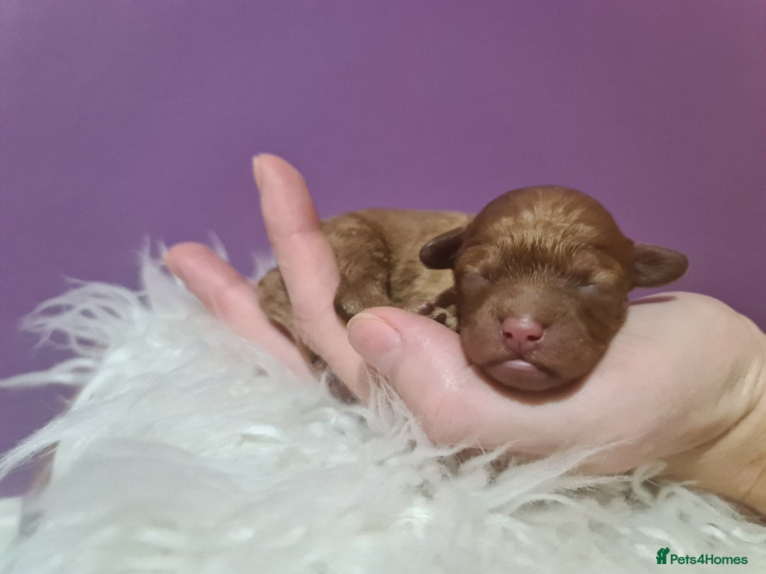 Toy Poodle dogs for sale: Beautiful toy poodle  - Advert 15