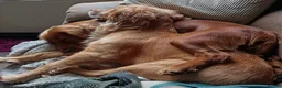 Cocker Spaniel dogs for sale: 6 STUNNING KC REGISTERED COCKER SPANIEL PUPPIES  - Advert 6