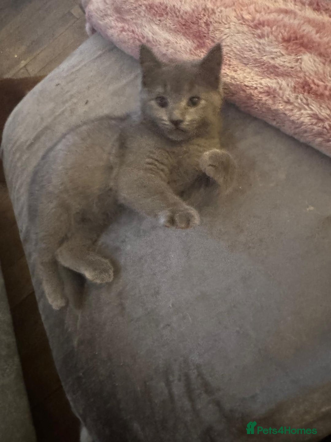 British Shorthair cats for sale: Blue kitten  - Advert 2