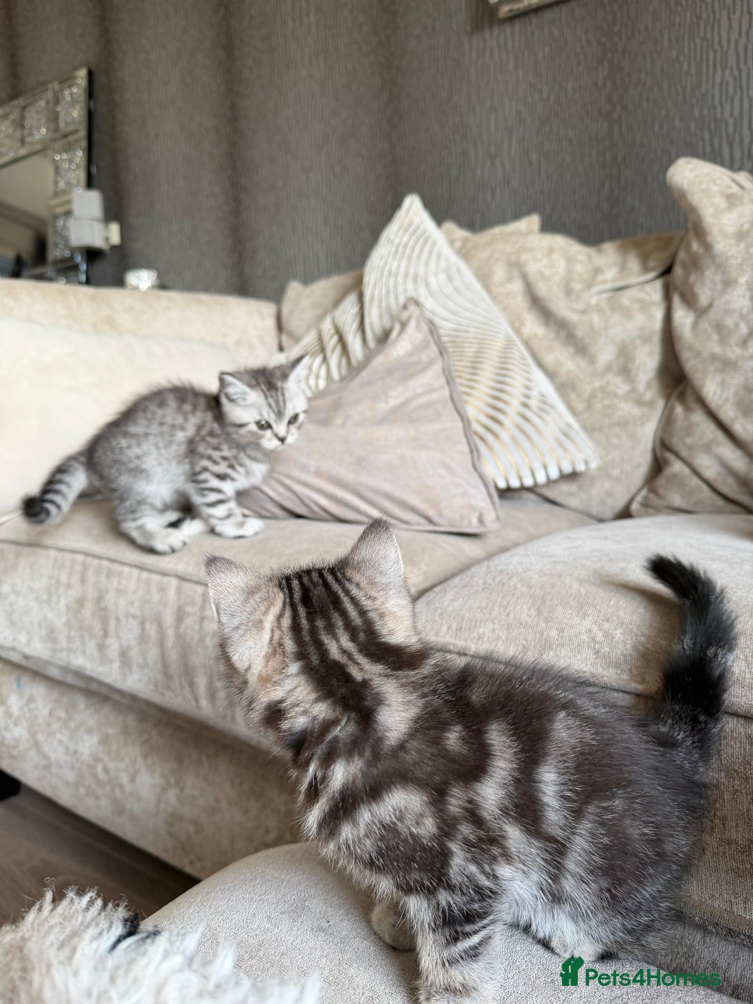 British Shorthair cats for sale: SILVER TABBY BRITISH SHORT HAIR - Advert 1