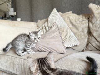 British Shorthair cats SILVER TABBY BRITISH SHORT HAIR - Advert 4