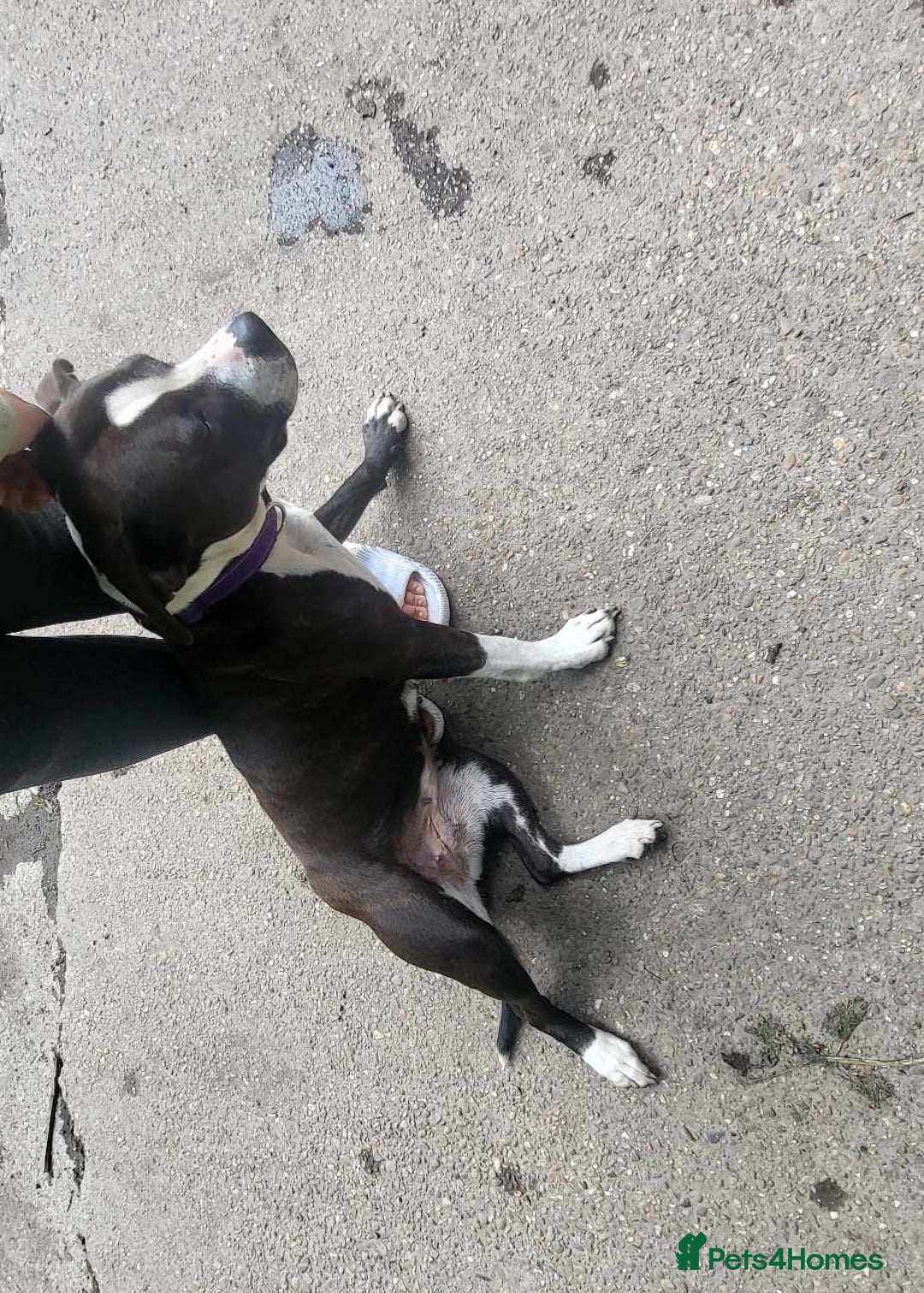 Mixed Breed dogs for sale: Dog for Adoption - Advert 3