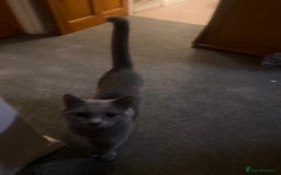 Mixed Breed cats for sale: British Shorthair X Russian Blue Male - Image 3