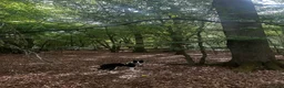 Border Collie dogs for sale:  A 2-Year Sweet & Smart Border Collie - Advert 14