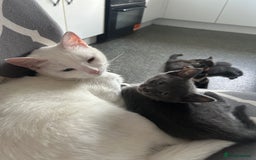 Domestic Shorthair cats for sale: 3x grey kittens ready to leave (2x male, female) - Image 6