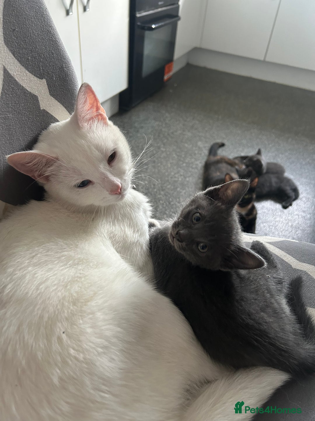 Domestic Shorthair cats for sale: 3x grey kittens ready to leave (2x male, female) - Image 6