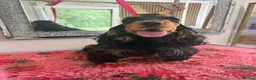 Cocker Spaniel dogs for sale: Looking for new homes - Advert 6