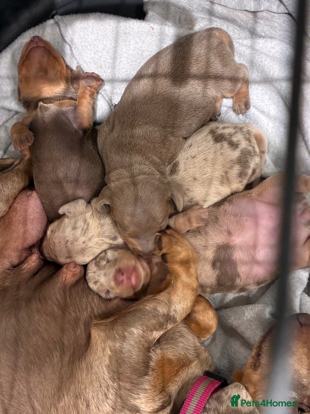 Miniature Dachshund dogs for sale: Beautiful litter of puppy’s  - Image 10