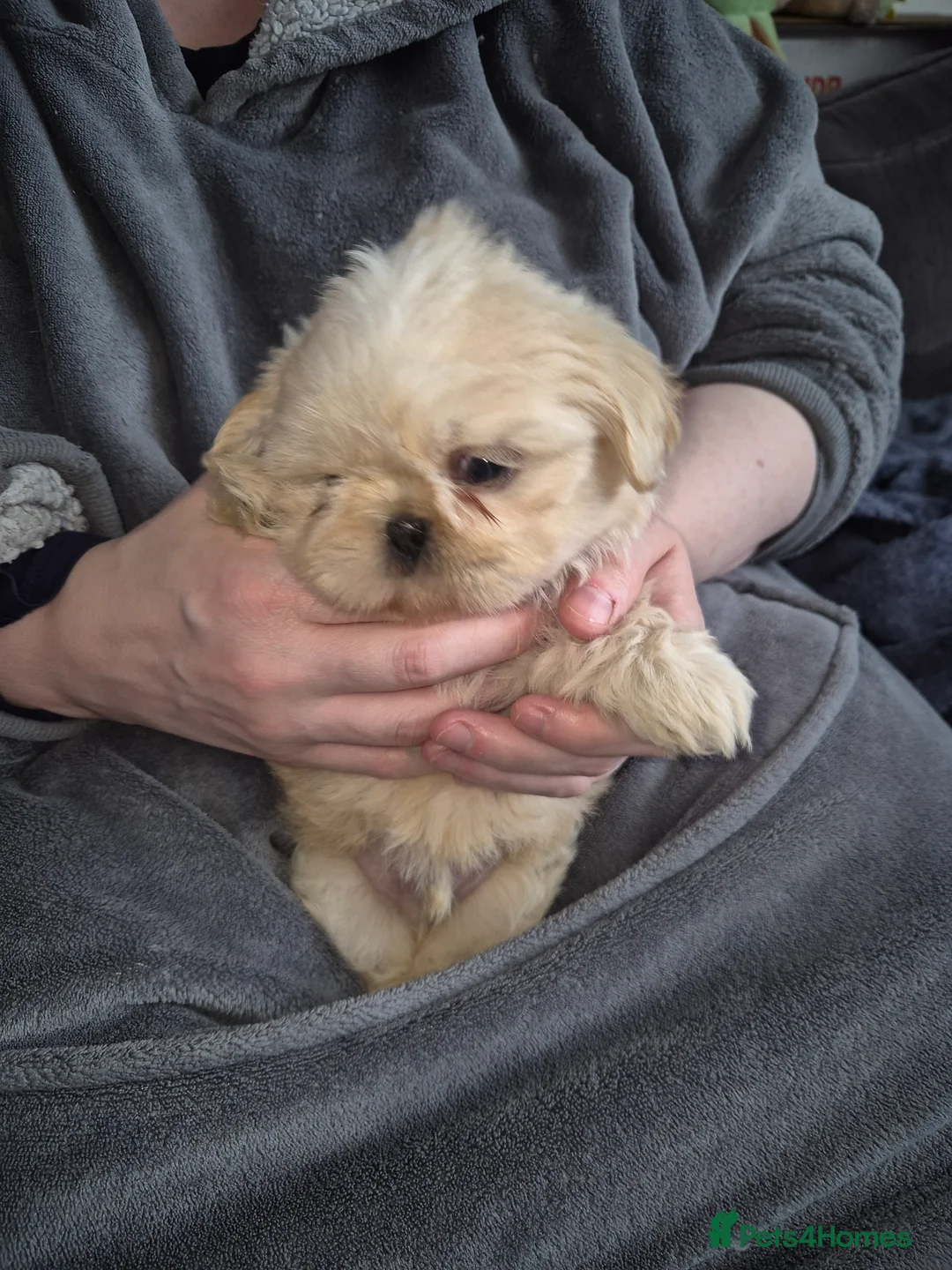 Shih Tzu dogs for sale: KC Reg Full imperial Shih tzu. - Advert 10