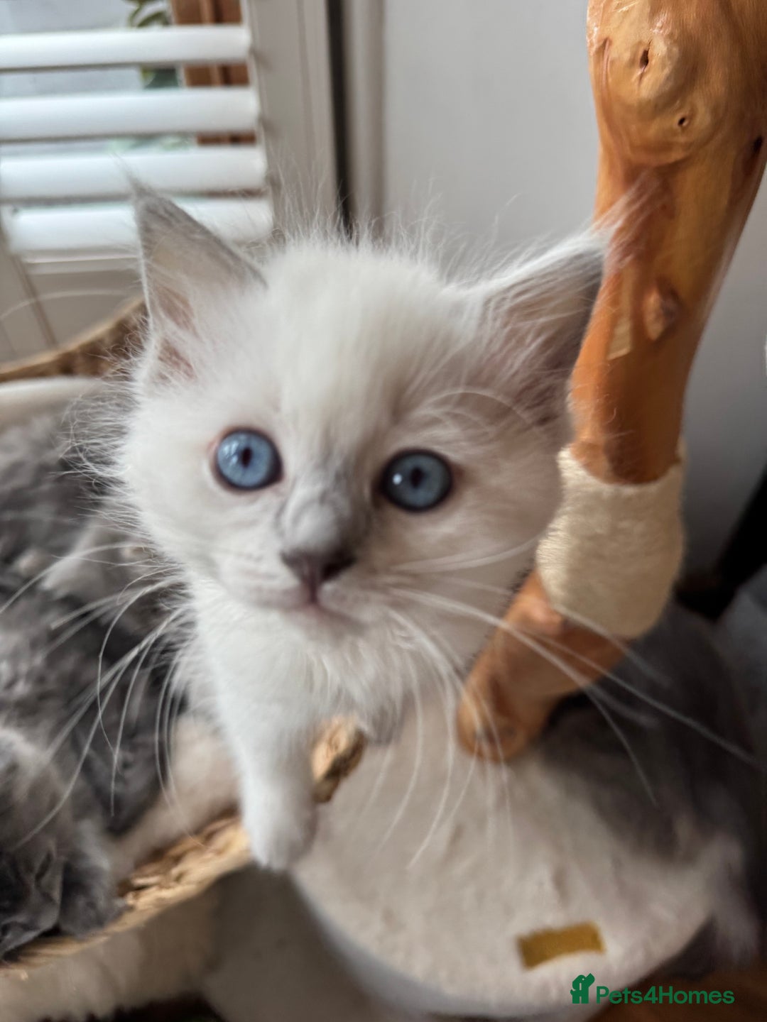 RagaMuffin cats for sale: Beautiful Ragamuffin Kittens - BSH/Ragdoll Cross - Advert 11
