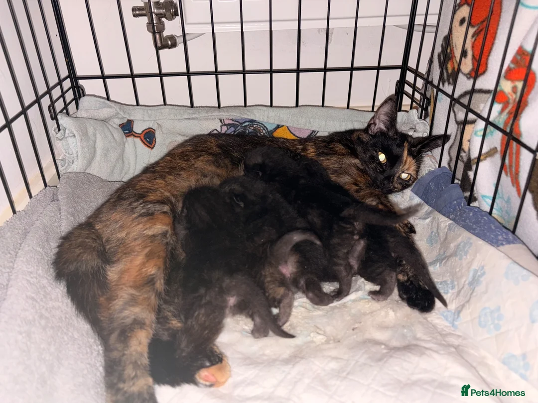 Mixed Breed cats for sale: Black kittens - Advert 2