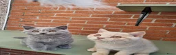 British Shorthair cats for sale: British Shorthair boy and girl.  - Advert 7