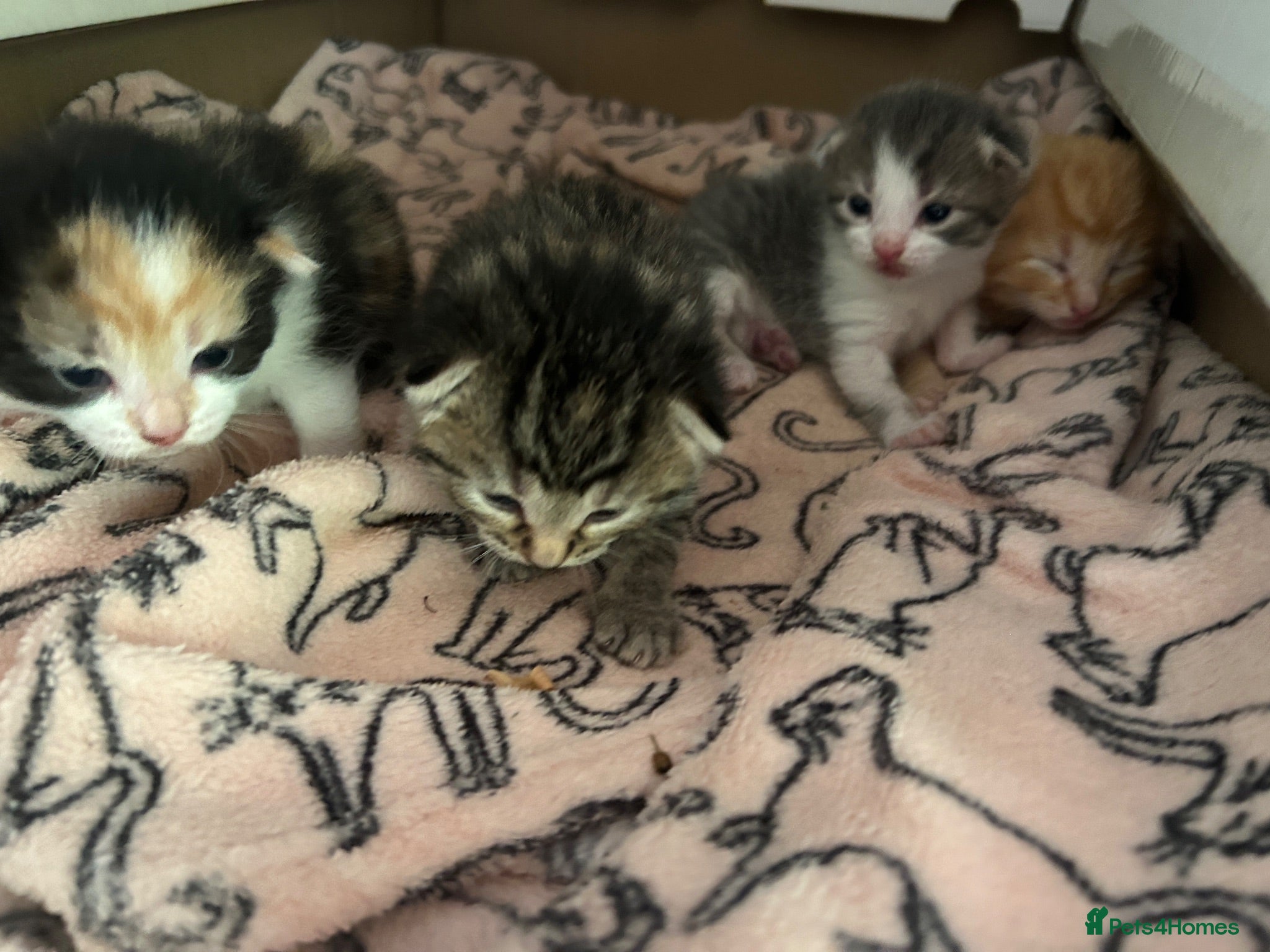 Mixed Breed cats kittens for sale 4 boys 3 girls ( two sister cats) - Advert 4