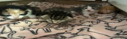 Mixed Breed cats for sale: kittens for sale 4 boys 3 girls ( two sister cats) in Bridgwater - Advert 1
