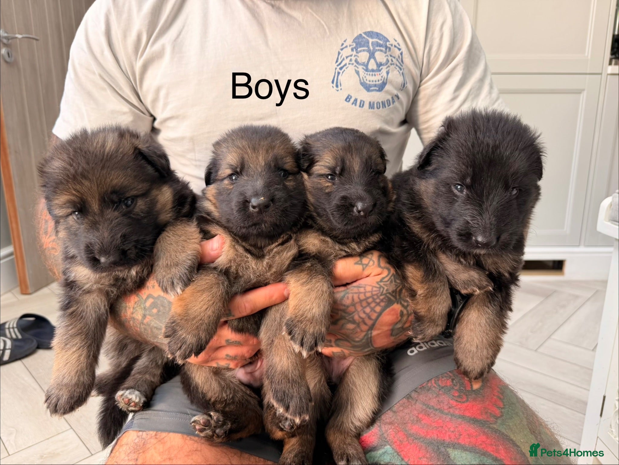 German Shepherd dogs Purebred German shepherd puppies  - Advert 3