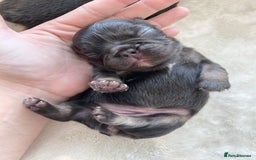 French Bulldog dogs for sale: Beautiful litter off French bulldog puppies  - Image 10