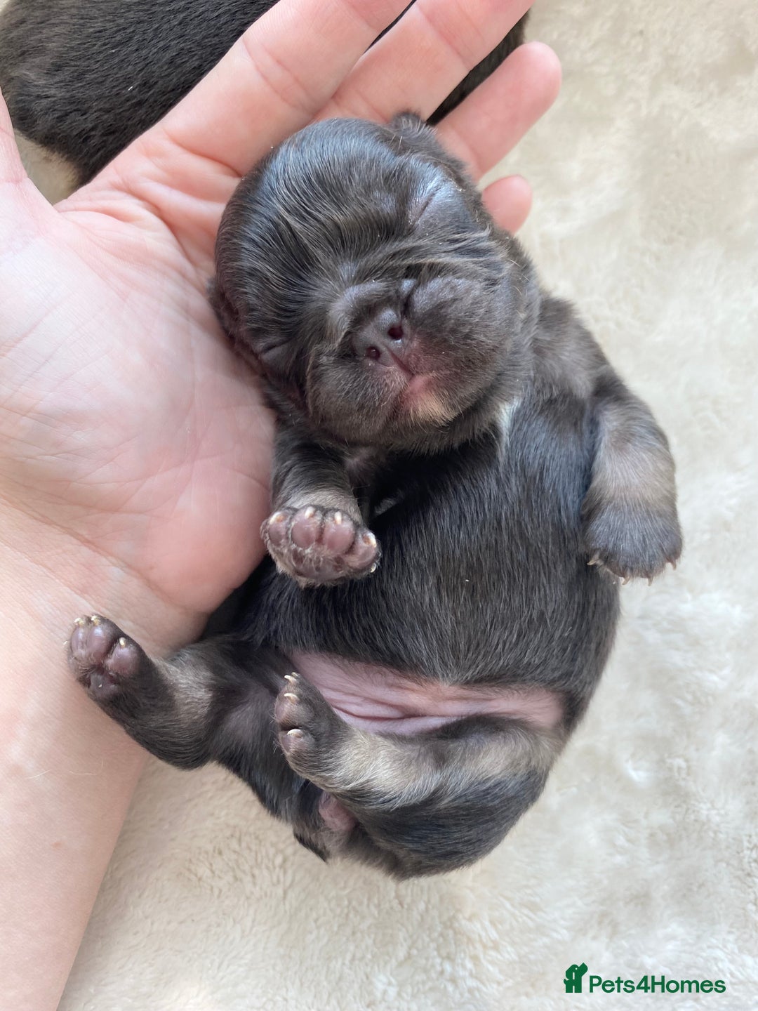 French Bulldog dogs for sale: Beautiful litter off French bulldog puppies  - Image 10