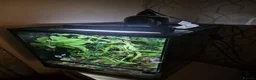 Gecko reptiles for sale: crested gecko for rehoming  in Leyland - Advert 5