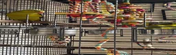 Parrots birds for sale: Regal ,rock pebbler parrots in Rotherham - Advert 6