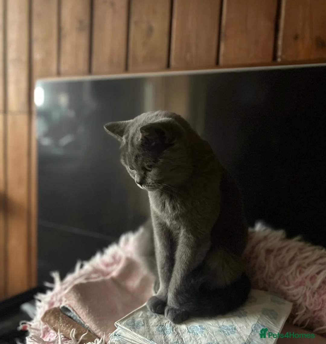 British Shorthair cats for sale: Stunning British Shorthairs - Advert 1