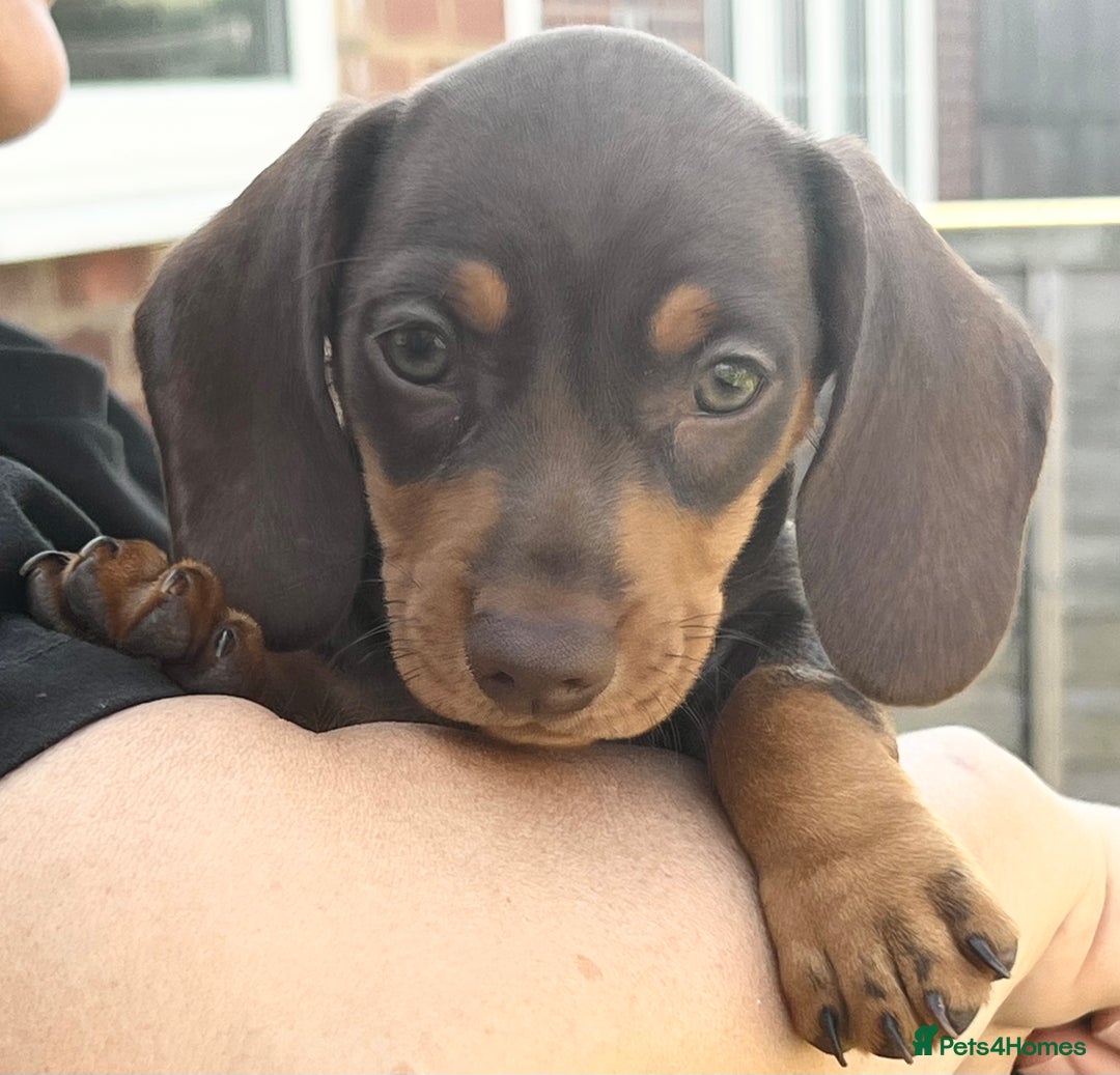 Miniature Dachshund dogs for sale: Miniature Dachshund Girls - Image 2