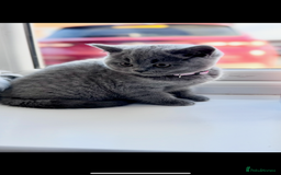 British Shorthair cats for sale: 5  BSH kittens - Image 19