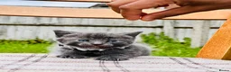 Mixed Breed cats for sale: Cute Kittens from British Shorthair Dad &Tabby Mom - Advert 13