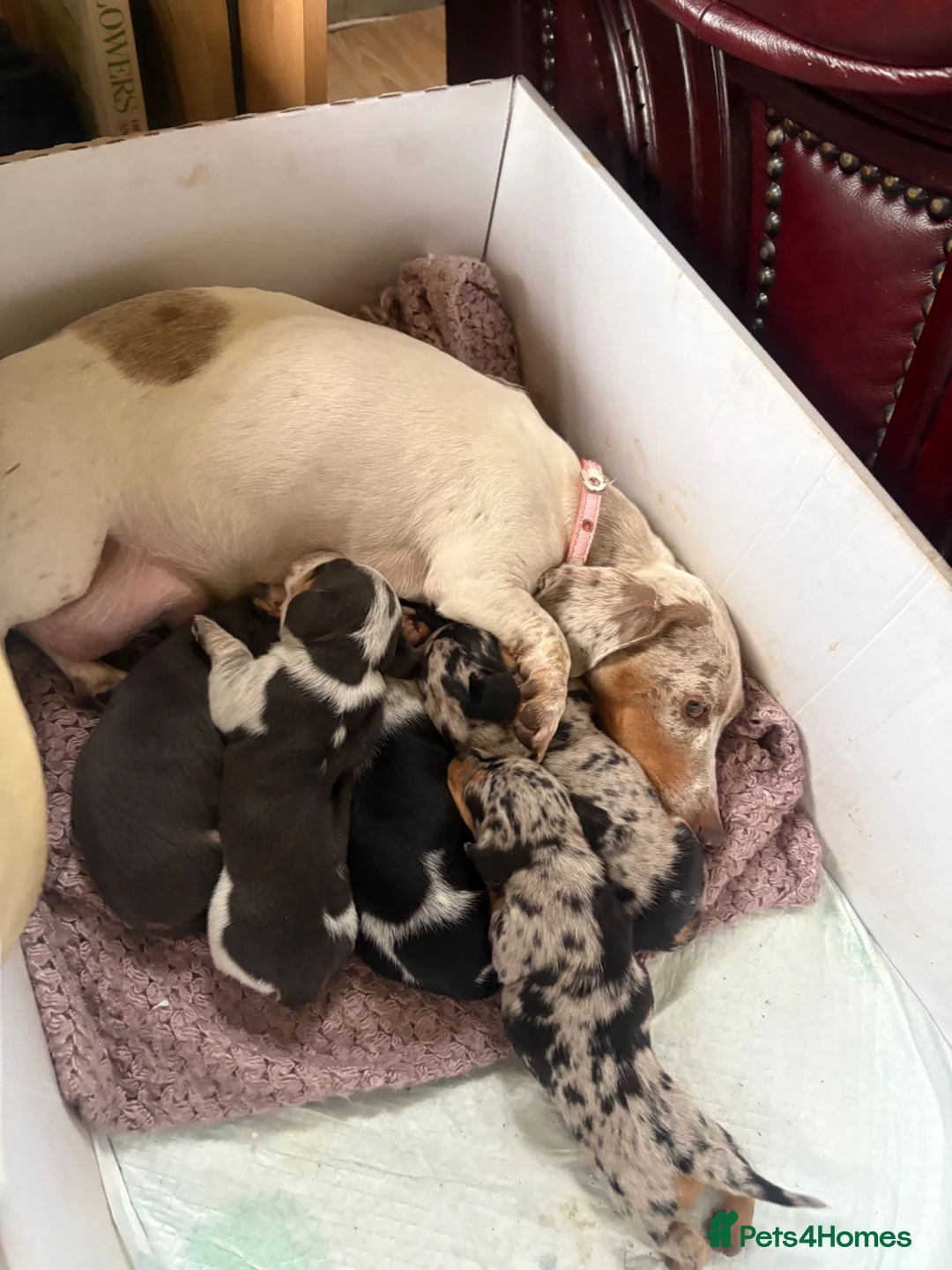 Miniature Dachshund dogs for sale: MINIATURE DACHSHUND PUPPIES in Leven - Advert 1