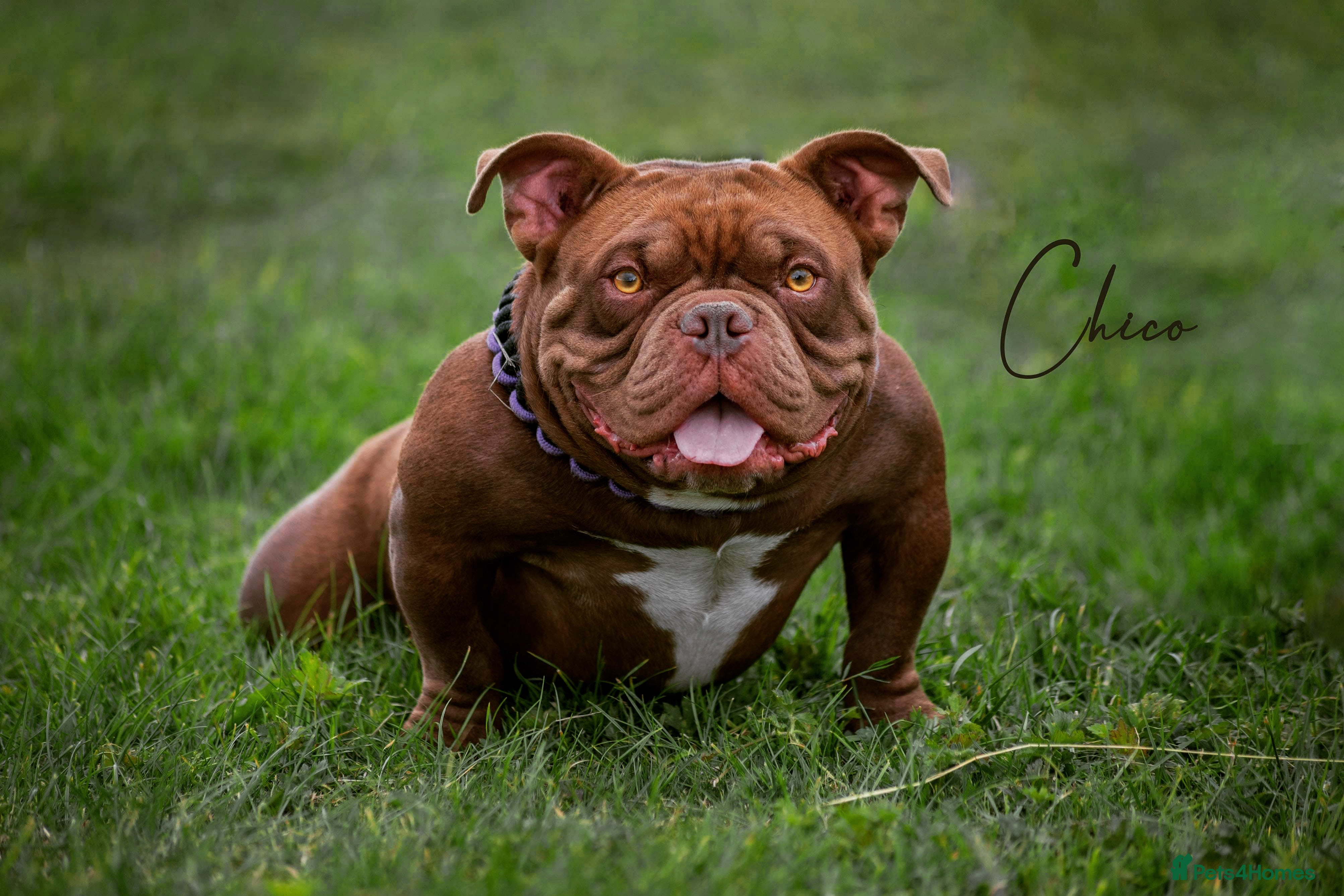 American Bully dogs 🔥MICRO BULLY🔥🔥 in Wakefield - Advert 6