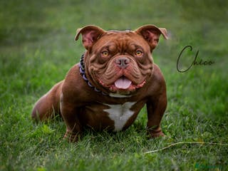 American Bully dogs 🔥MICRO BULLY🔥🔥 in Wakefield - Advert 4