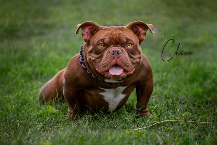 American Bully dogs in Wakefield - Advert 1