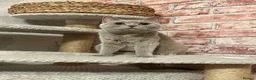 British Shorthair cats for sale: British shorthair  - Advert 4