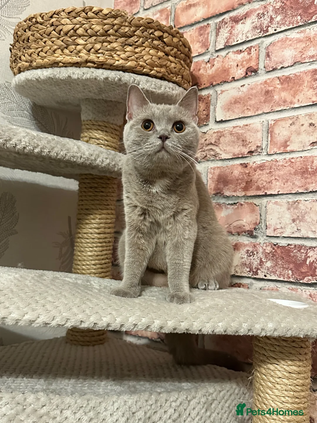 British Shorthair cats for sale: British shorthair  - Advert 4