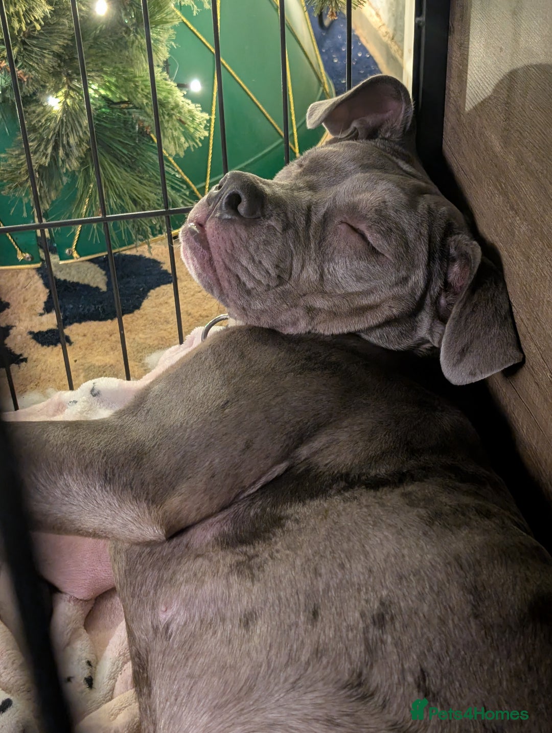 English Bulldog dogs for sale: olde English bulldogs OPEN TO OFFERS. - Advert 27