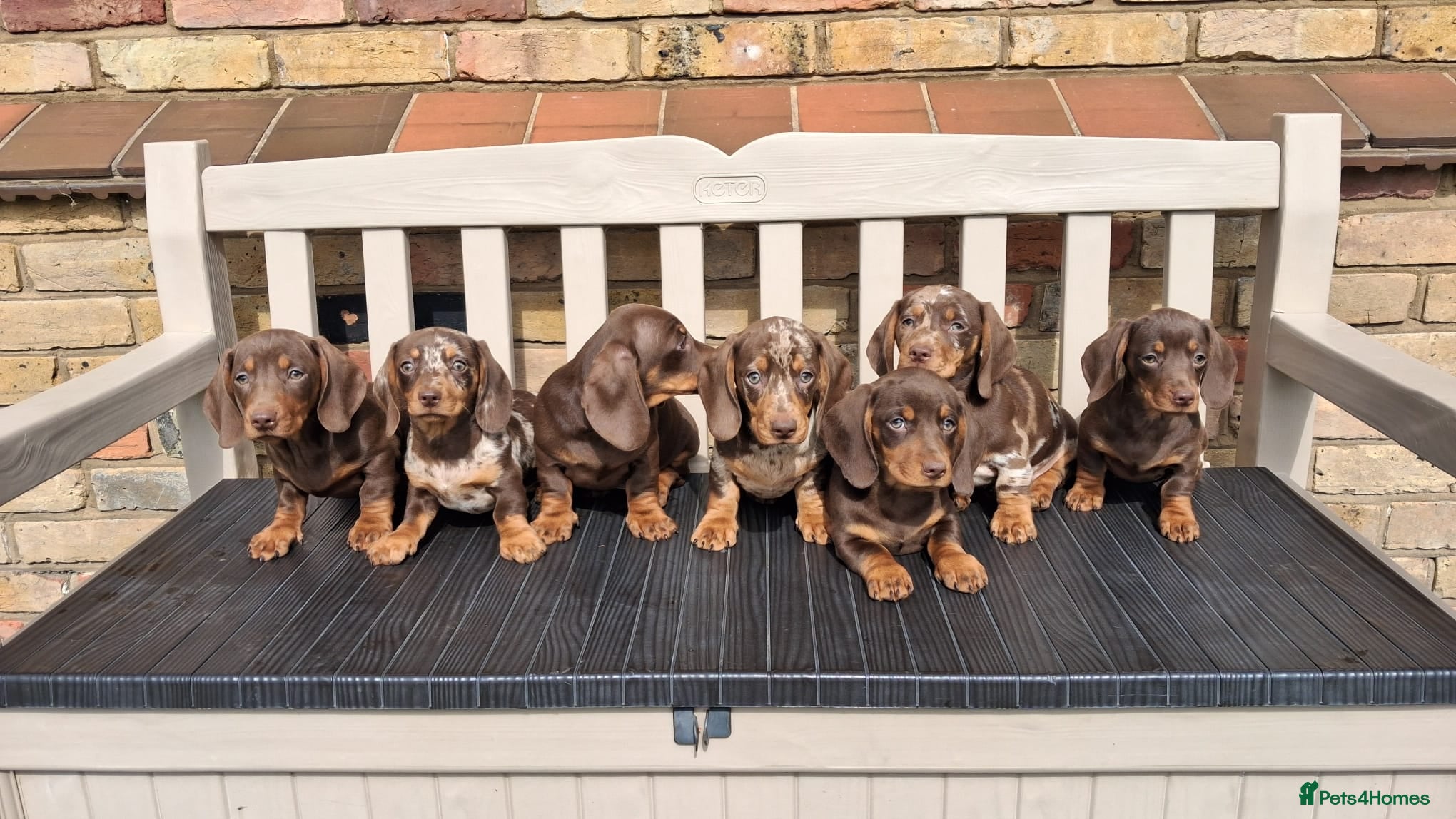 Miniature Dachshund dogs Miniature dachshunds - Advert 1