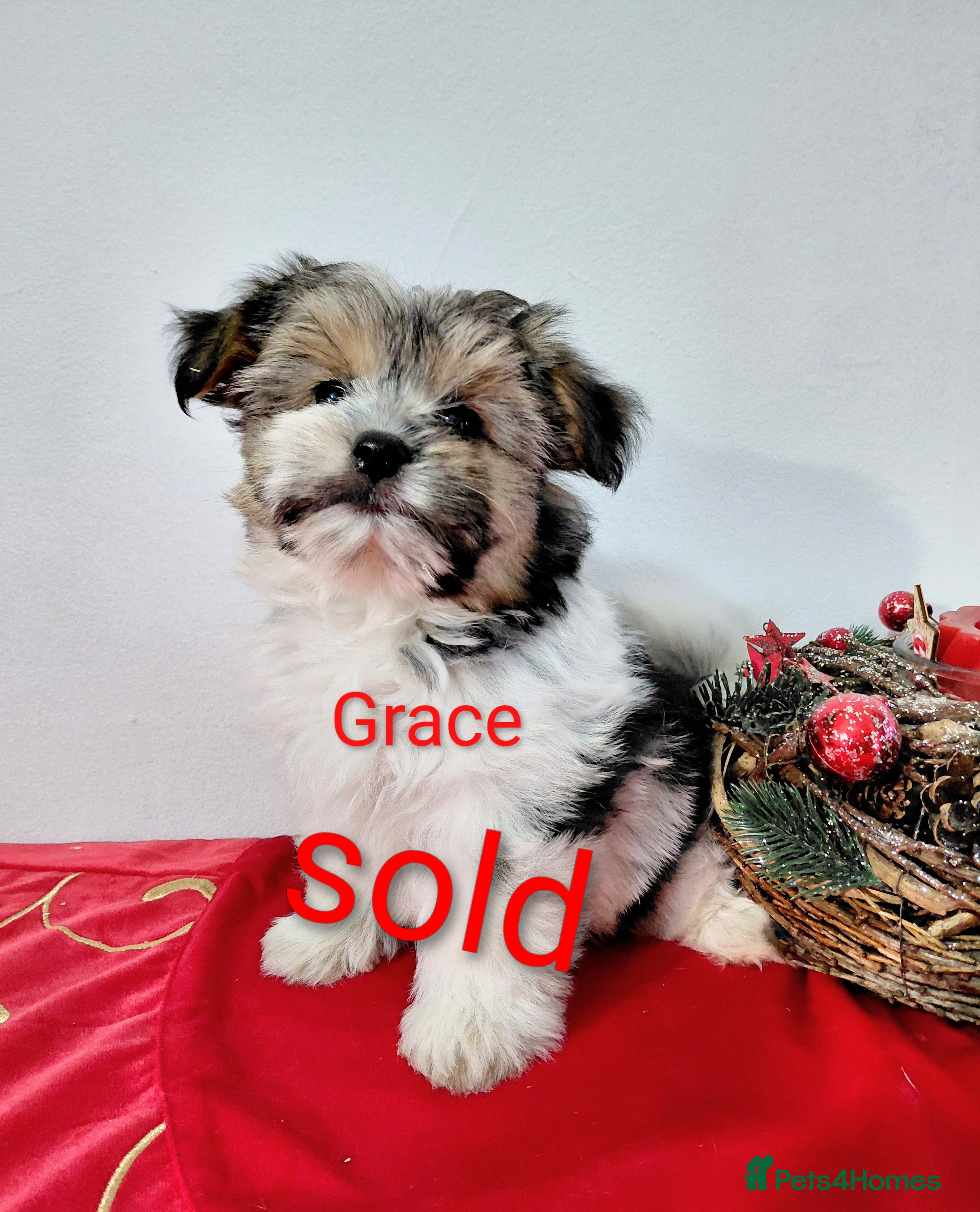 Biewer Terrier dogs Biewer Terrier puppies-White yorkie  - Advert 2