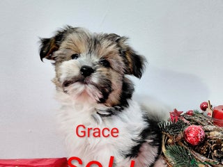 Biewer Terrier dogs Biewer Terrier puppies-White yorkie - Advert 2